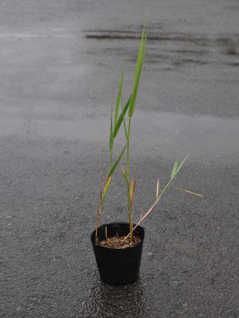 ヨシ 10.5cmポット 10個 苗の詳細画像1