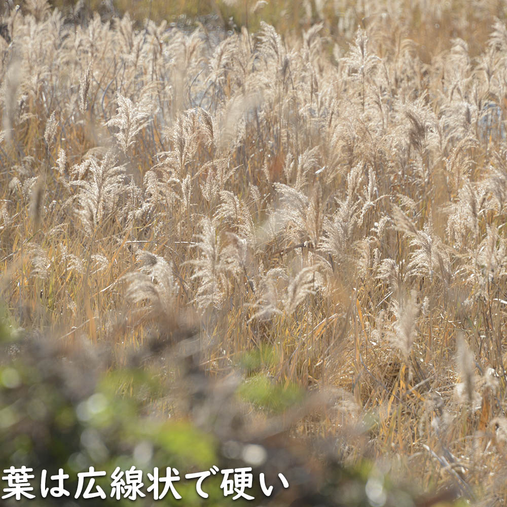 ヨシ 10.5cmポット 10個 苗の詳細画像3