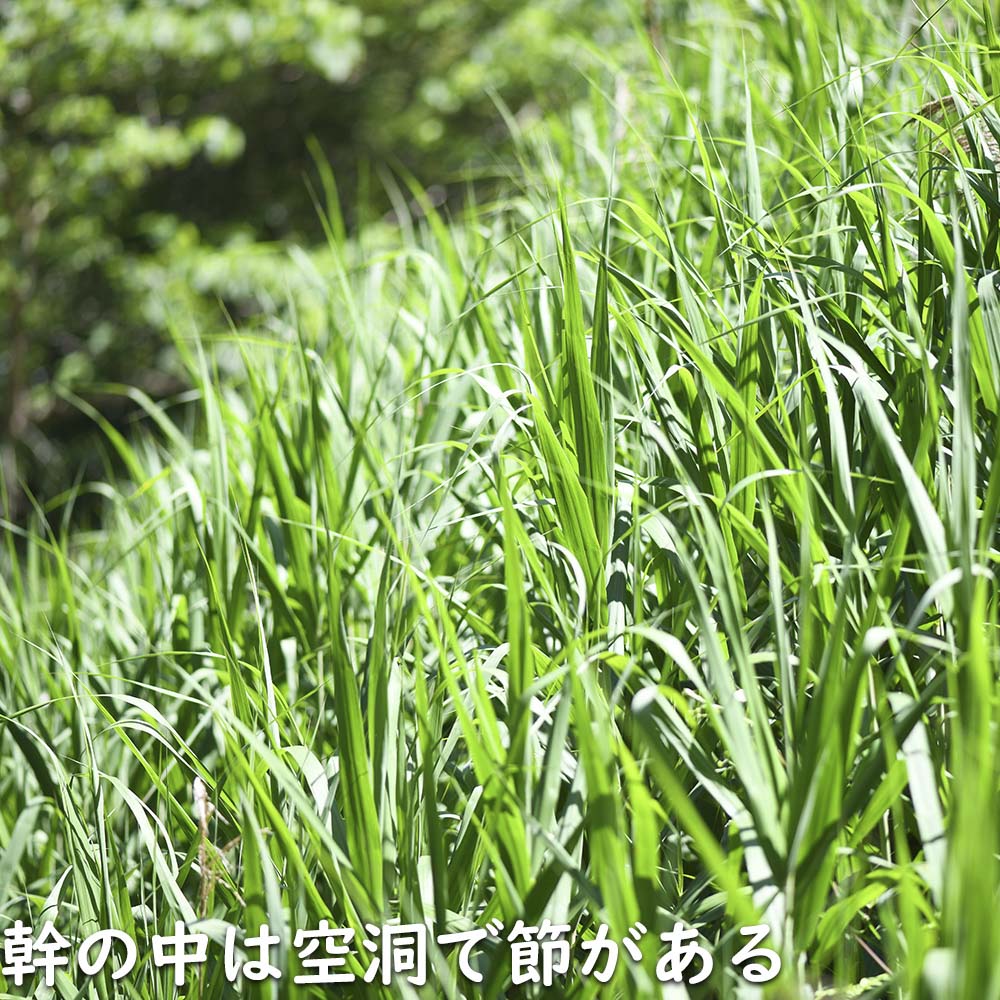 ヨシ 10.5cmポット 10個 苗の詳細画像4