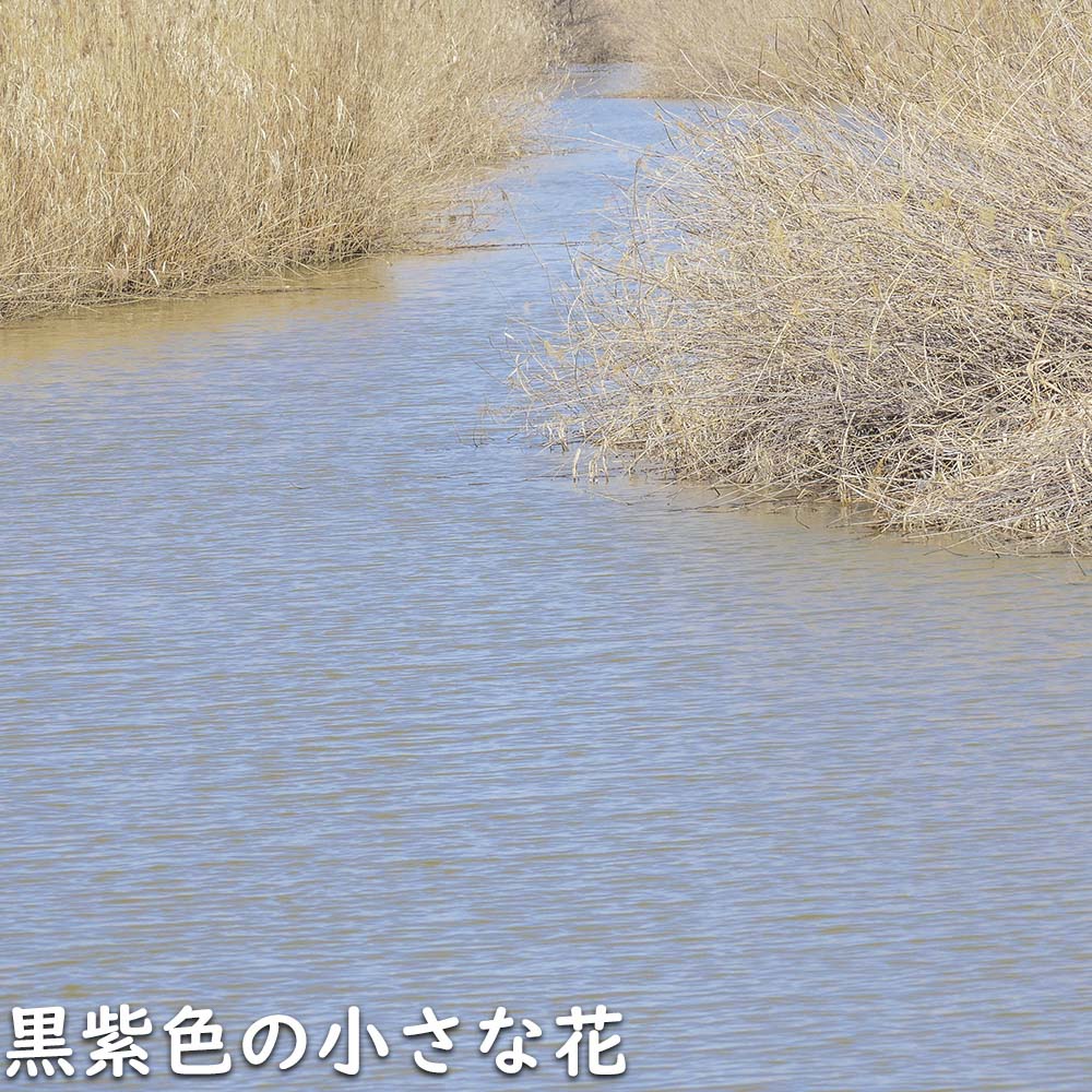 ヨシ 10.5cmポット 10個 苗の詳細画像5