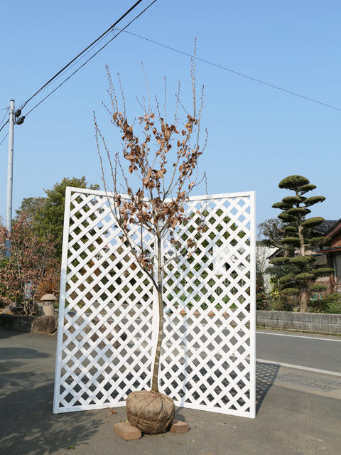 大注目】【大注目】ヤマコウバシ 単木 2.3m 露地 苗木 落葉樹 | www