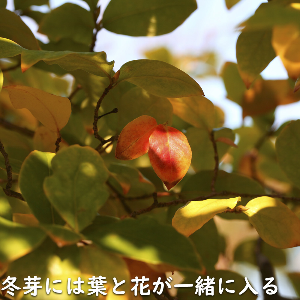 ヤマコウバシ 0.5m 10.5cmポット 苗｜green-netbox｜16
