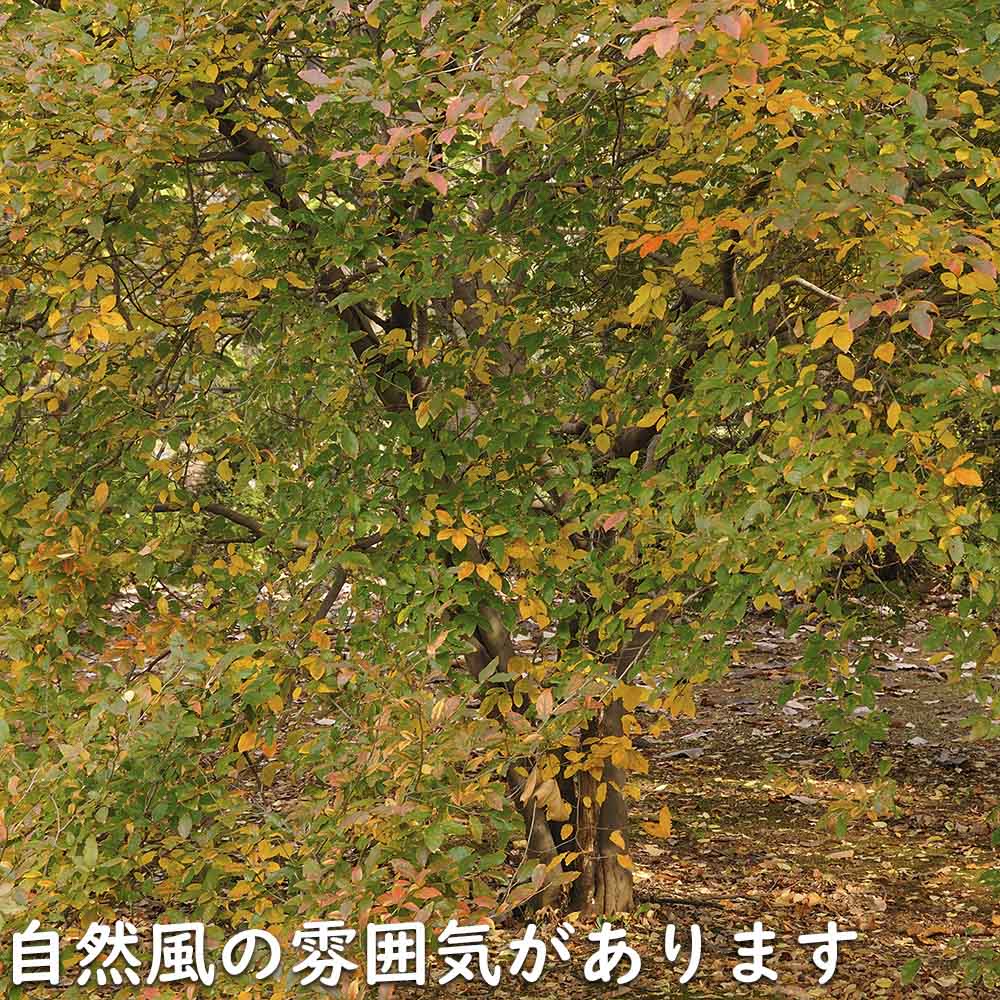 ヤマコウバシ 0.5m 10.5cmポット 苗｜green-netbox｜17