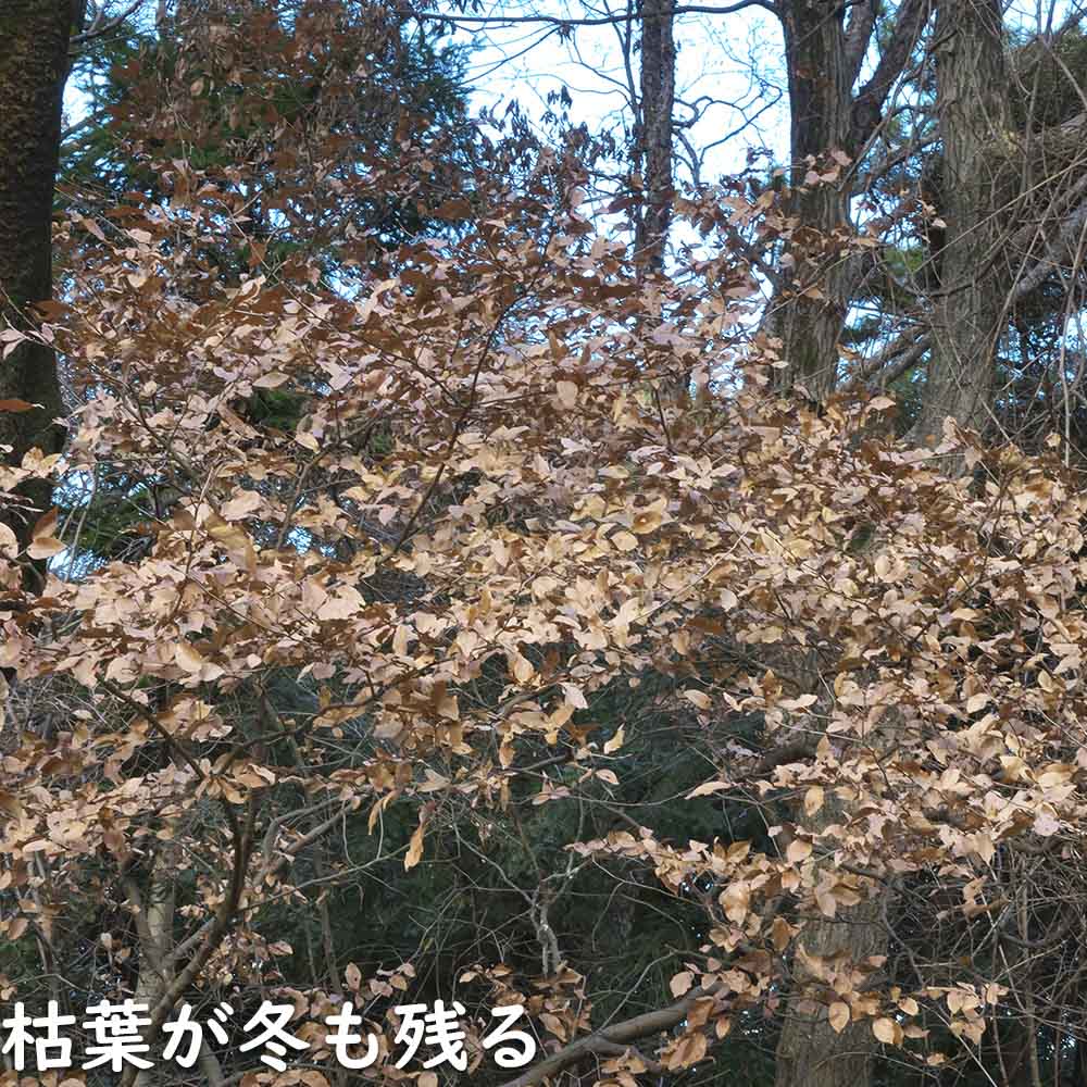ヤマコウバシ 0.5m 10.5cmポット 苗｜green-netbox｜03