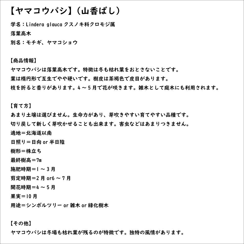 ヤマコウバシ 0.5m 10.5cmポット 苗｜green-netbox｜08