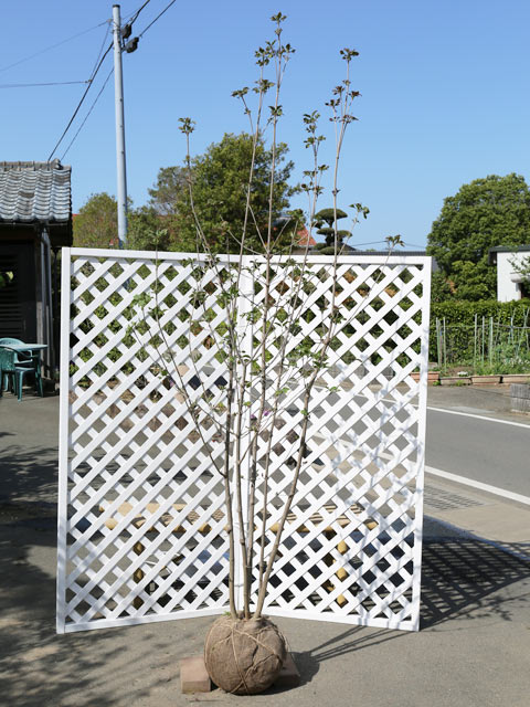 (新品,未開封) ヤマボウシ サトミ赤花 株立ち 2.3m 露地 2本 苗木 【J1165169462】(42592円)