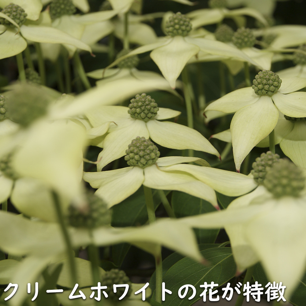 ヤマボウシ ミルキーウェイ 0.8m 10.5cmポット 苗 : トオヤマ ヤマボウシ ミルキーウェイ 0.8m 10.5cmポット 苗 : トオヤマ