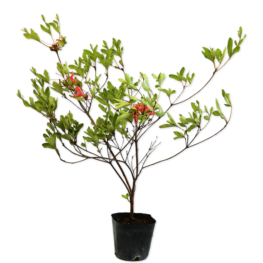 植木苗ヤマツツジ ヤマツツジ/白花【品番3293】 苗木・植木