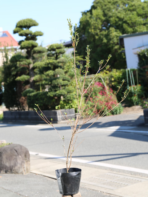 ヤマツツジ 0.8m 15cmポット 4本 苗 : トオヤマグリーン - 通販