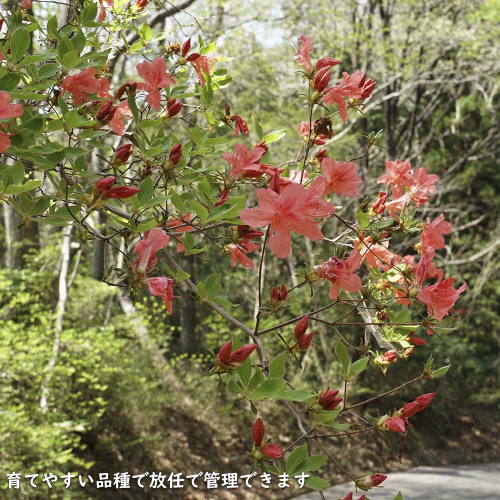 ヤマツツジ 2m 露地 苗木 : 805820 : トオヤマグリーン - 通販 - Yahoo 