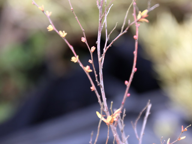 お庭の名脇役 ユキヤナギ 苗 約0 9m ポット苗 雪柳 苗木 植木 花木 庭木 グランドカバー 落葉樹 低木 ポイント10倍