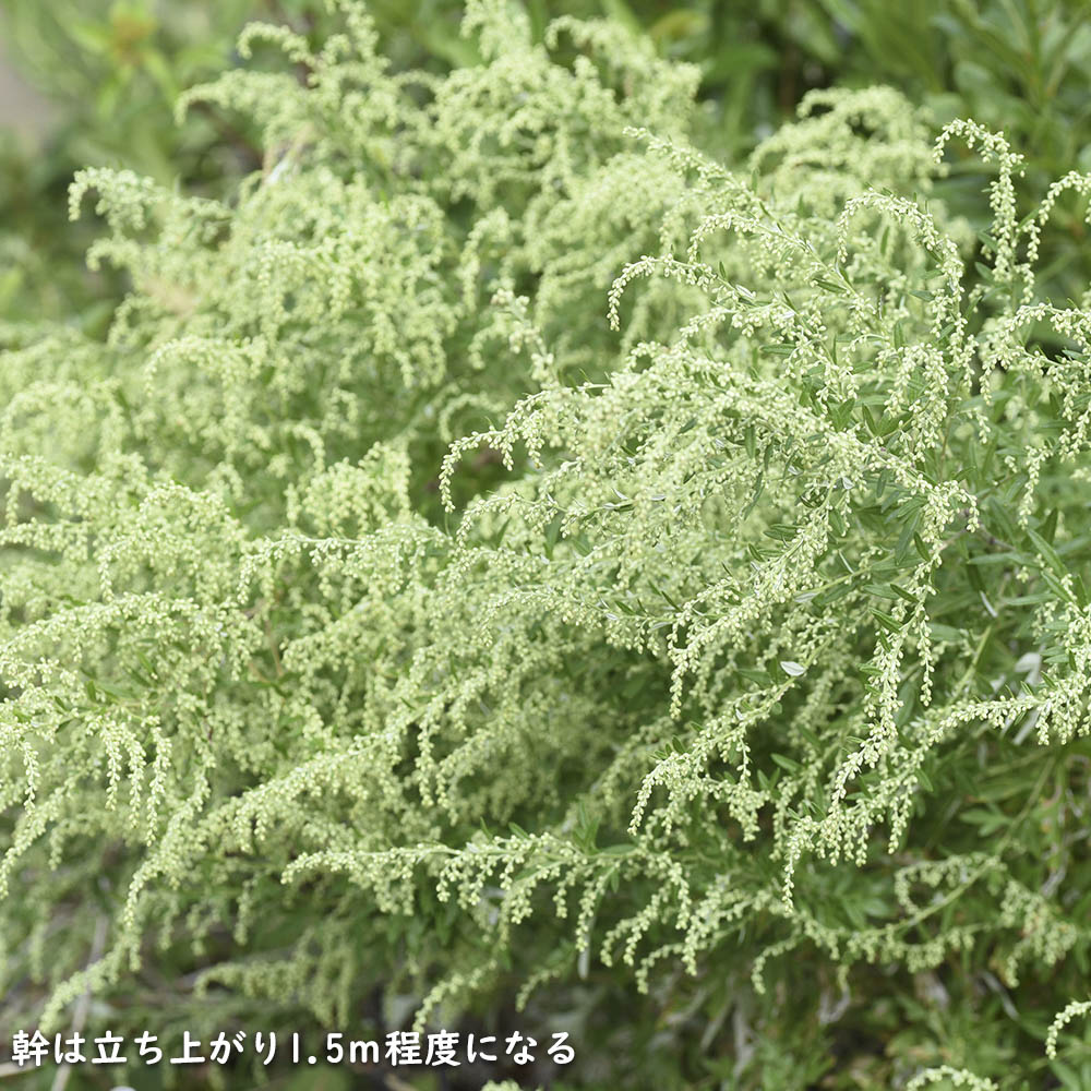 漢方薬（花、ガーデニング）のおすすめ人気商品一覧 通販 - Yahoo