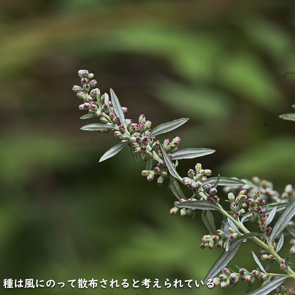 漢方薬（花、ガーデニング）のおすすめ人気商品一覧 通販 - Yahoo