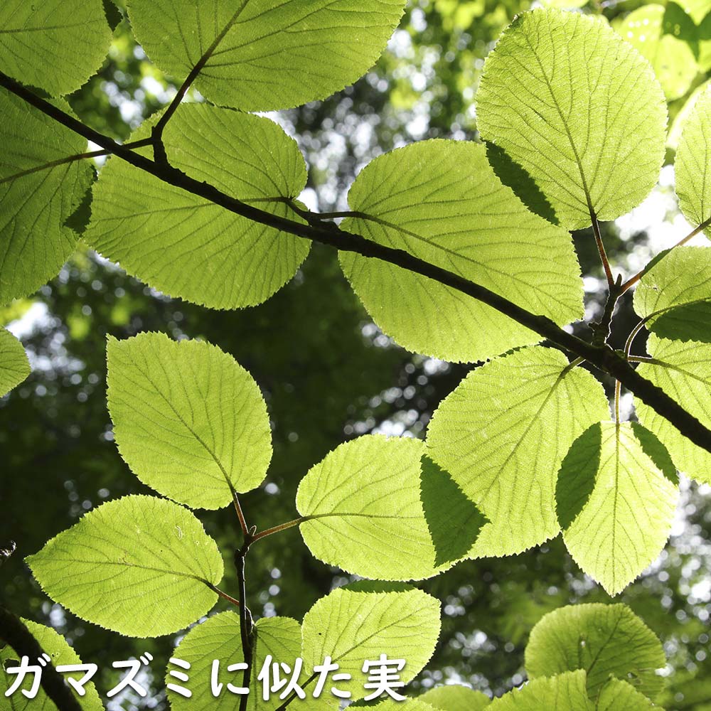 ヤブデマリ 0.3m 10.5cmポット 15本 苗の画像