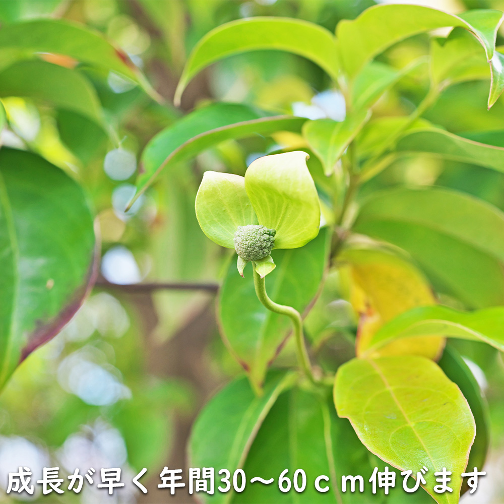 常緑ヤマボウシ 月光 株立ち 2.5m 露地 苗木 : トオヤマグリーン