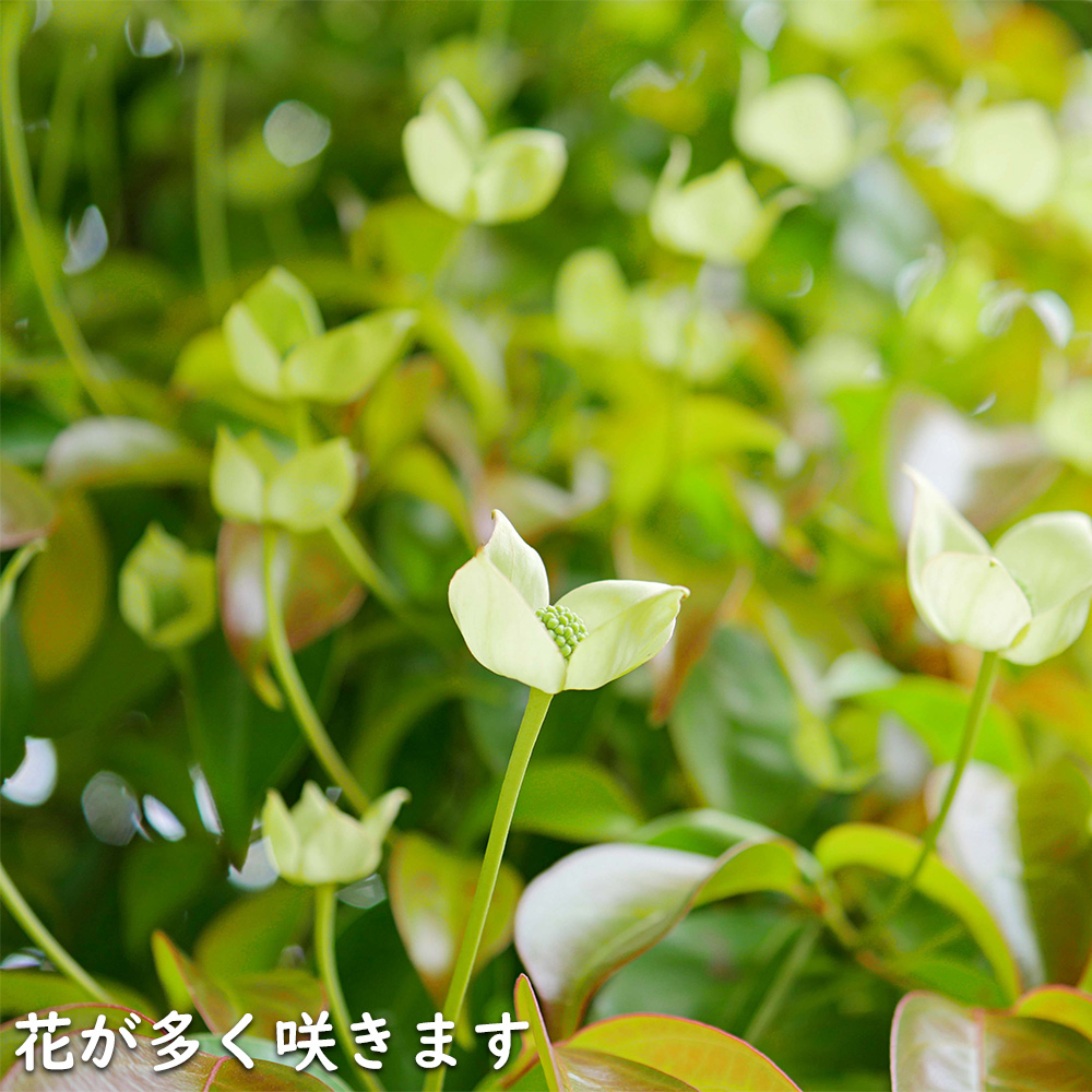 常緑ヤマボウシ 月光 2m 露地 苗木 : トオヤマグリーン - 通販 - Yahoo