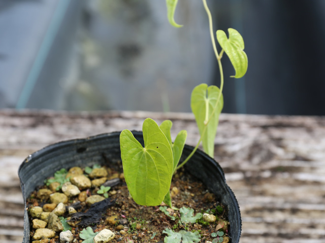 ムカゴ（苗） | 花、ガーデニング のおすすめ人気商品一覧 通販