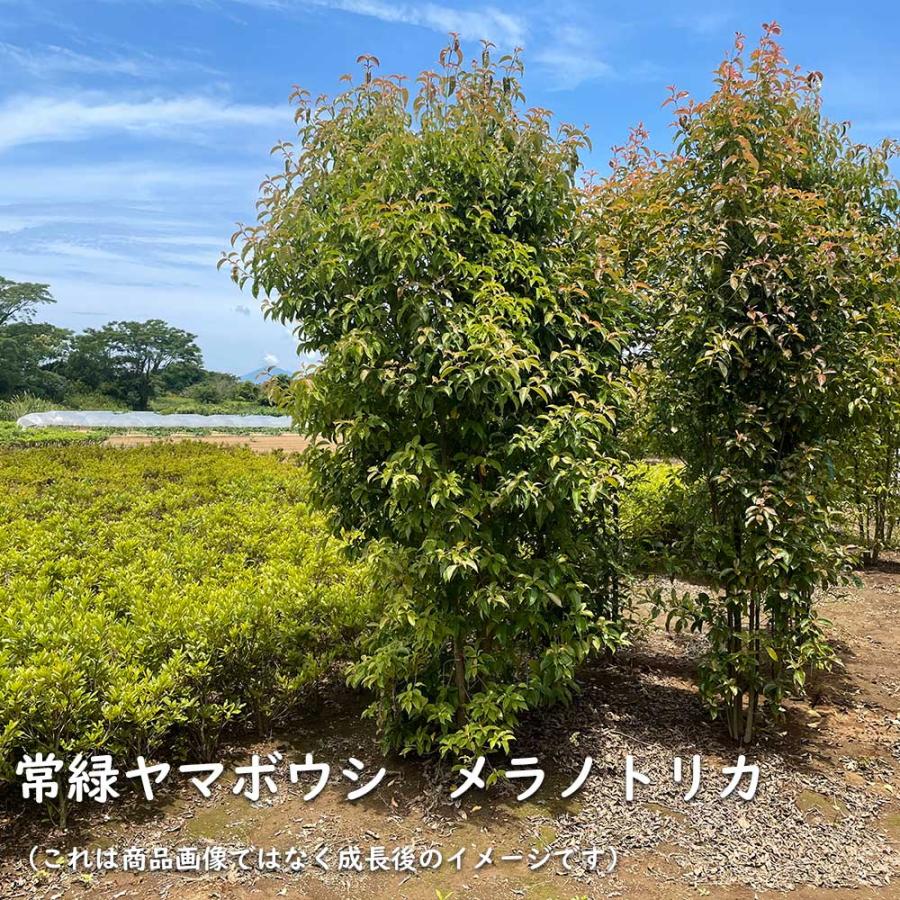 秋冬の主役◎ 常緑ヤマボウシ メラノトリカ 単木 2.5m 露地 苗木 【2017108101】 (13200円)