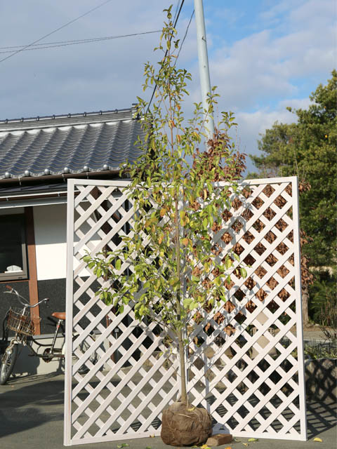 常緑ヤマボウシ メラノトリカ 単木 2.3m 露地 苗木