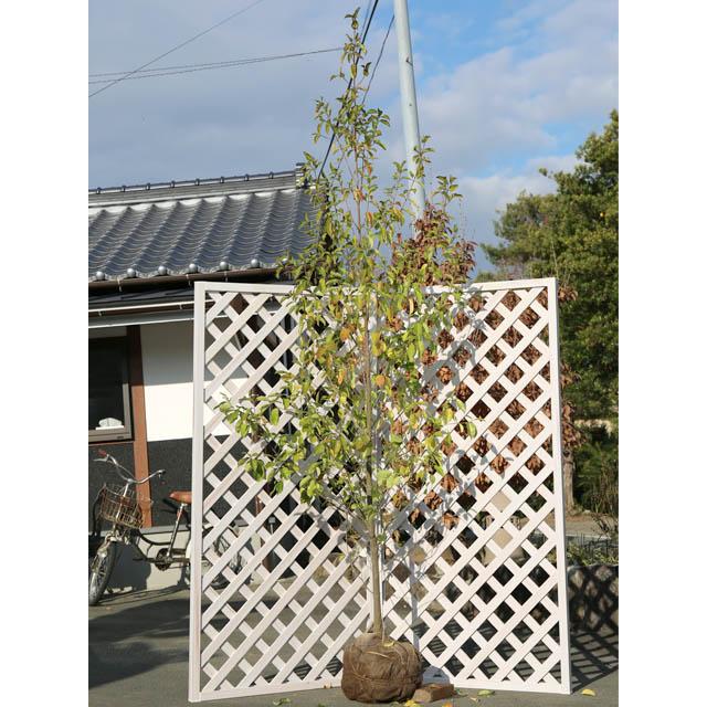 常緑ヤマボウシ メラノトリカ 単木 2.5m 露地 苗木(13200円)