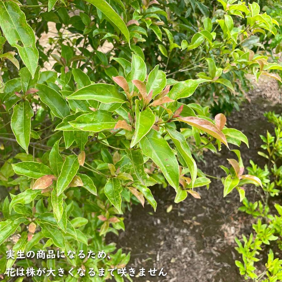 秋冬の主役◎ 常緑ヤマボウシ メラノトリカ 単木 2.5m 露地 苗木 【2017108101】 (13200円)