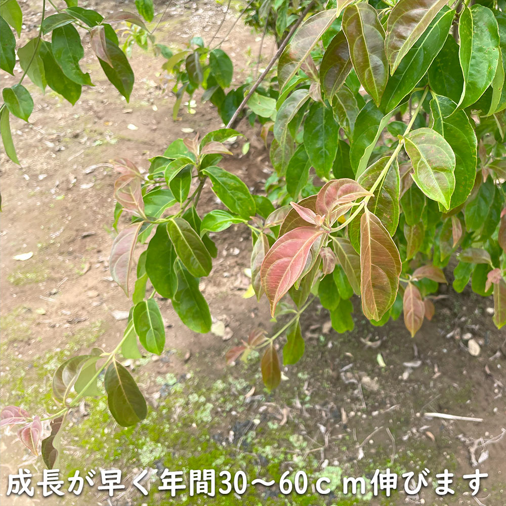 秋冬の主役◎ 常緑ヤマボウシ メラノトリカ 単木 2.5m 露地 苗木 【2017108101】 (13200円)