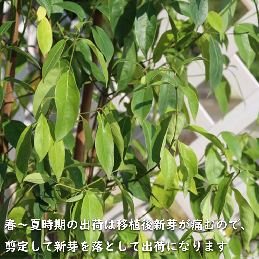 まとめ買い】 常緑ヤマボウシ メラノトリカ 単木 2.3m 露地 苗木