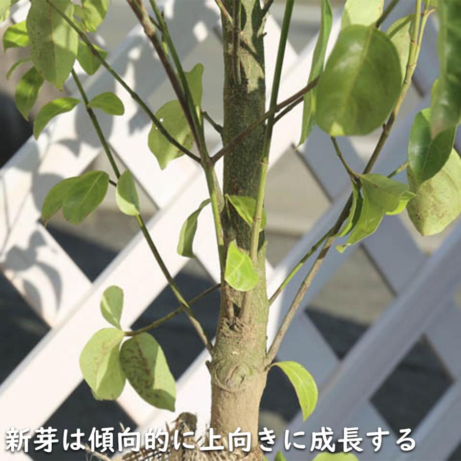 秋冬の主役◎ 常緑ヤマボウシ メラノトリカ 単木 2.5m 露地 苗木 【2017108101】 (13200円)