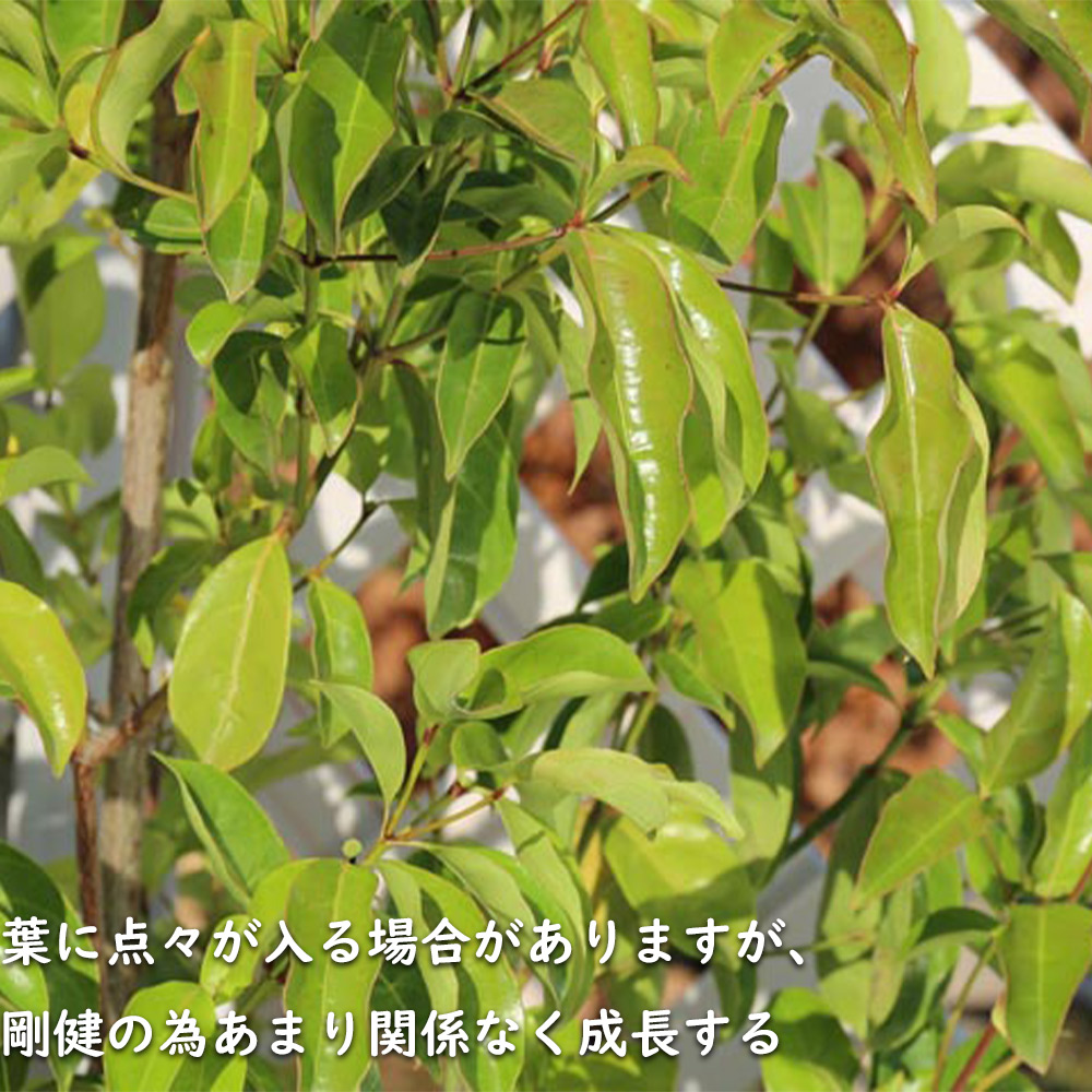 秋冬の主役◎ 常緑ヤマボウシ メラノトリカ 単木 2.5m 露地 苗木 【2017108101】 (13200円)