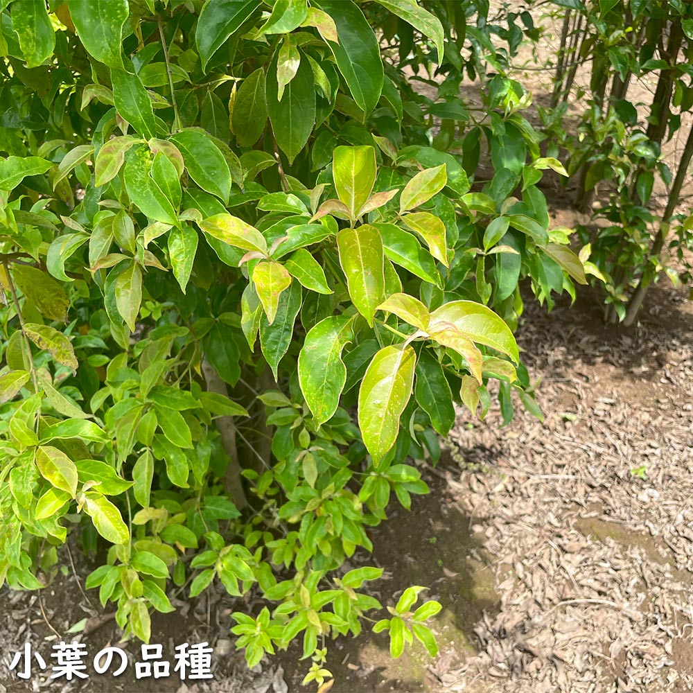 78％以上節約 常緑ヤマボウシ メラノトリカ 単木 2.5m 2本 露地 苗木
