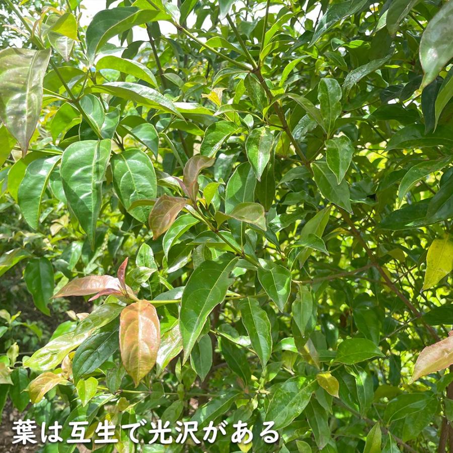 秋冬の主役◎ 常緑ヤマボウシ メラノトリカ 単木 2.5m 露地 苗木 【2017108101】 (13200円)