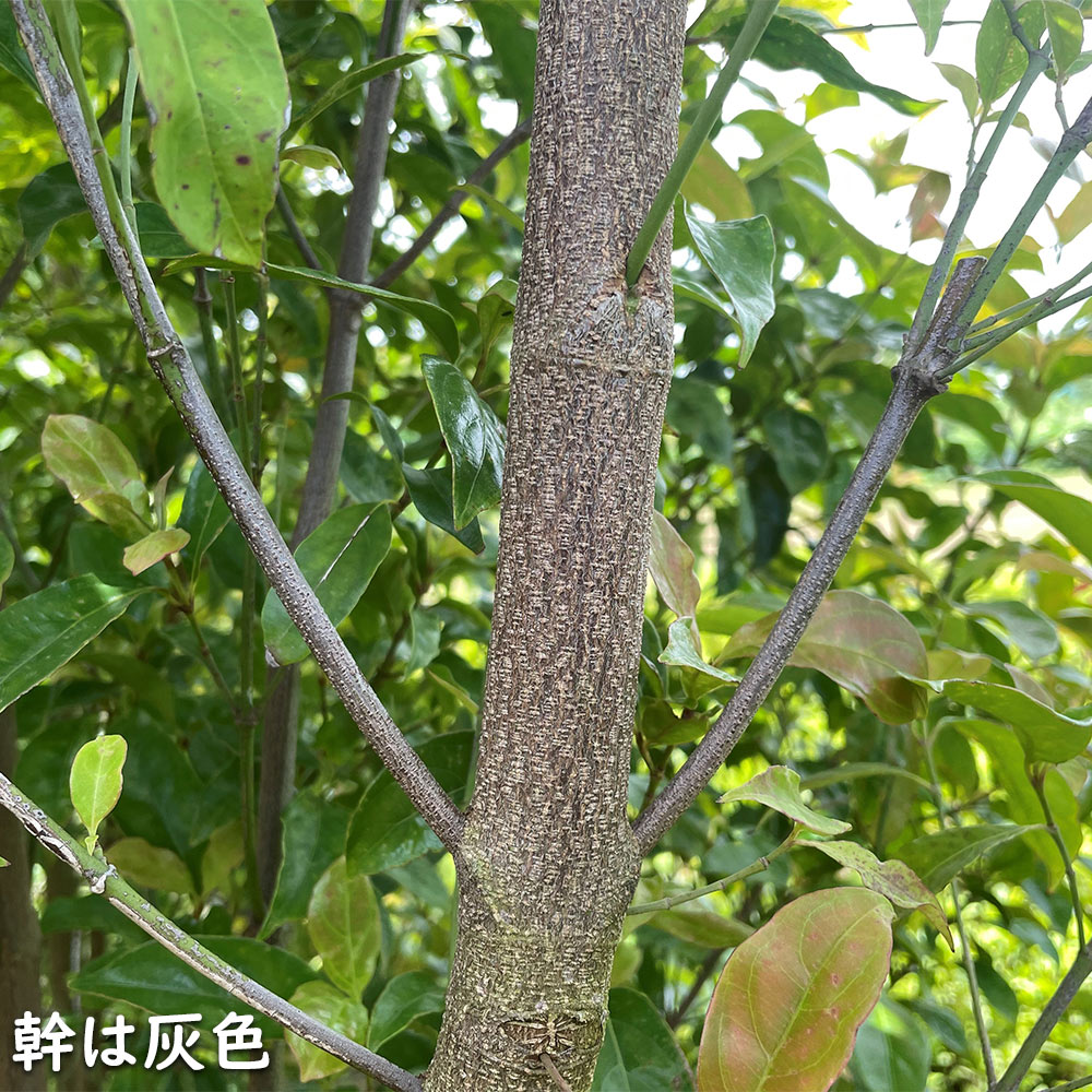 秋冬の主役◎ 常緑ヤマボウシ メラノトリカ 単木 2.5m 露地 苗木 【2017108101】 (13200円)