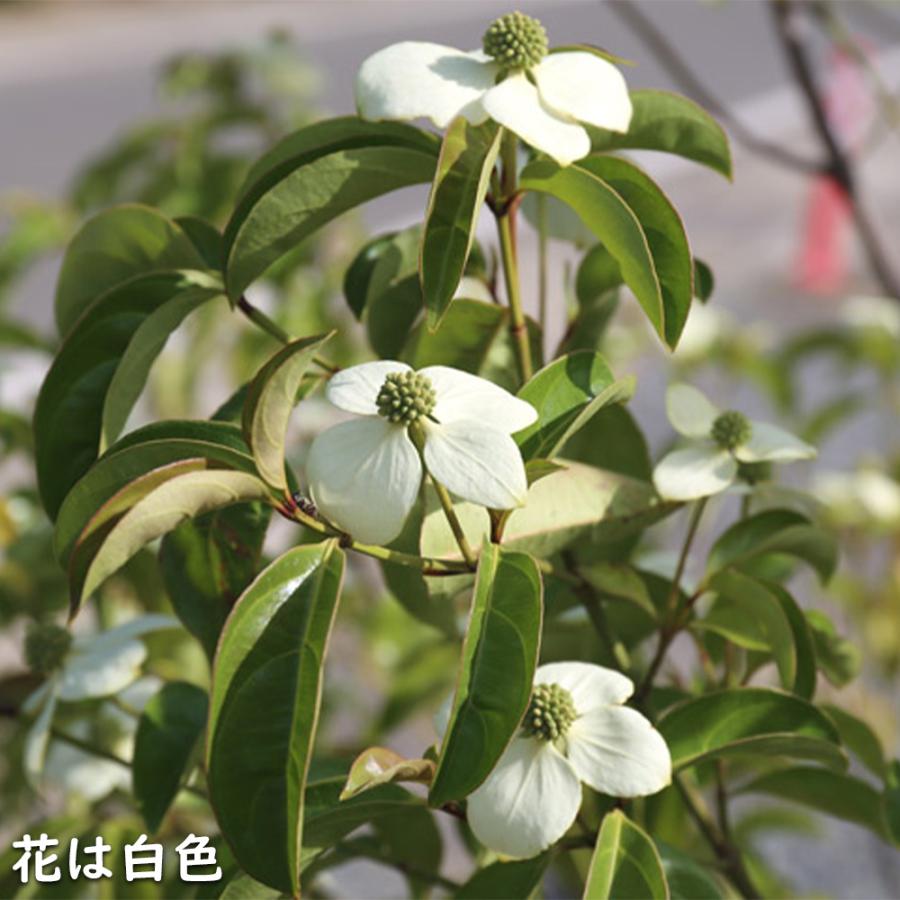 秋冬の主役◎ 常緑ヤマボウシ メラノトリカ 単木 2.5m 露地 苗木 【2017108101】 (13200円)