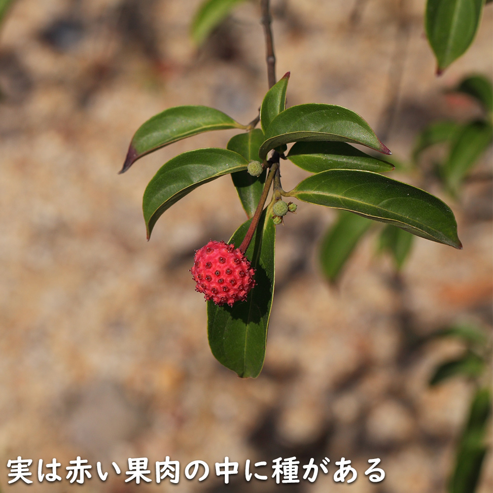 秋冬の主役◎ 常緑ヤマボウシ メラノトリカ 単木 2.5m 露地 苗木 【2017108101】 (13200円)