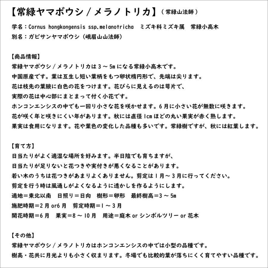 秋冬の主役◎ 常緑ヤマボウシ メラノトリカ 単木 2.5m 露地 苗木 【2017108101】 (13200円)