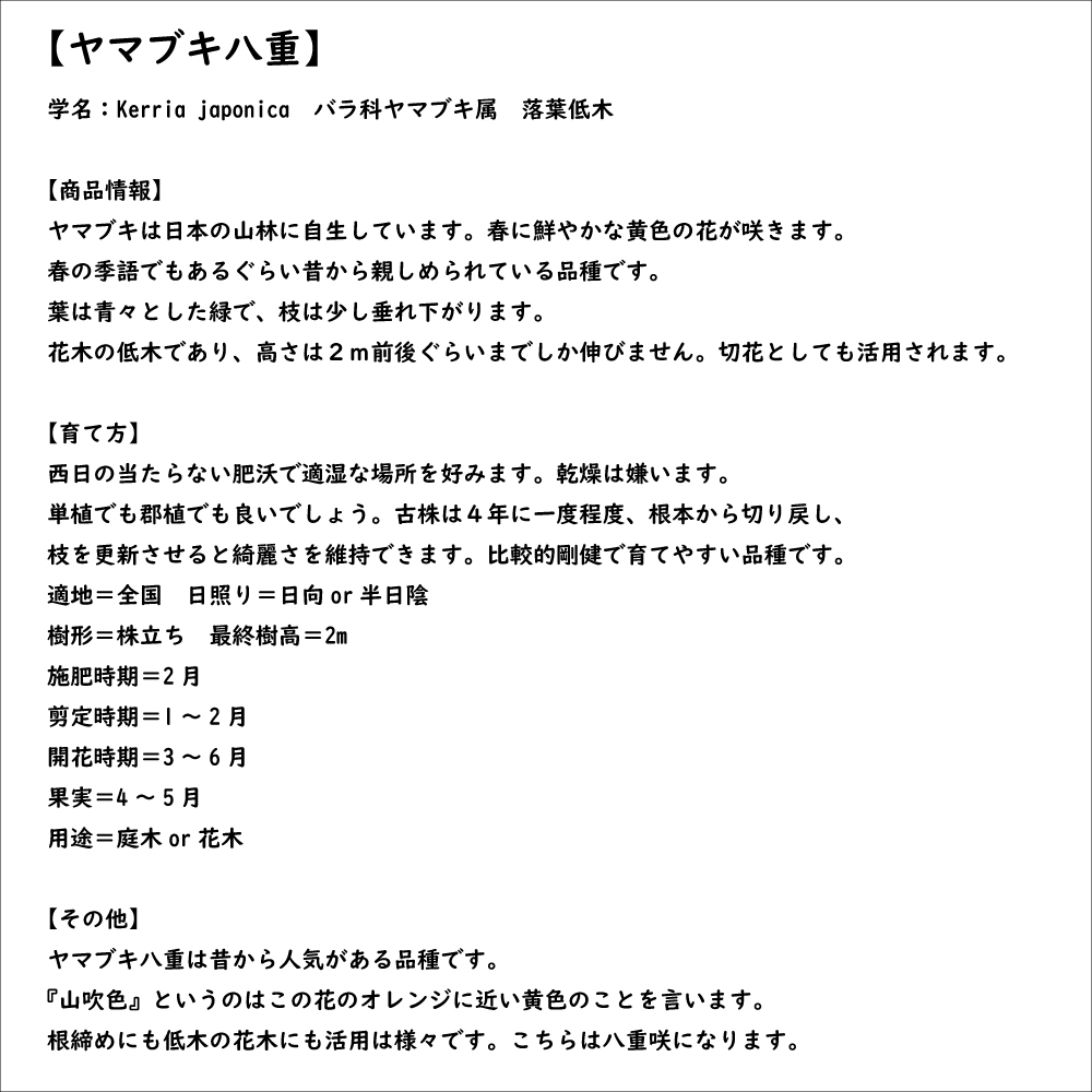 ヤマブキ 八重咲き 0.4m 15cmポット 苗｜green-netbox｜08
