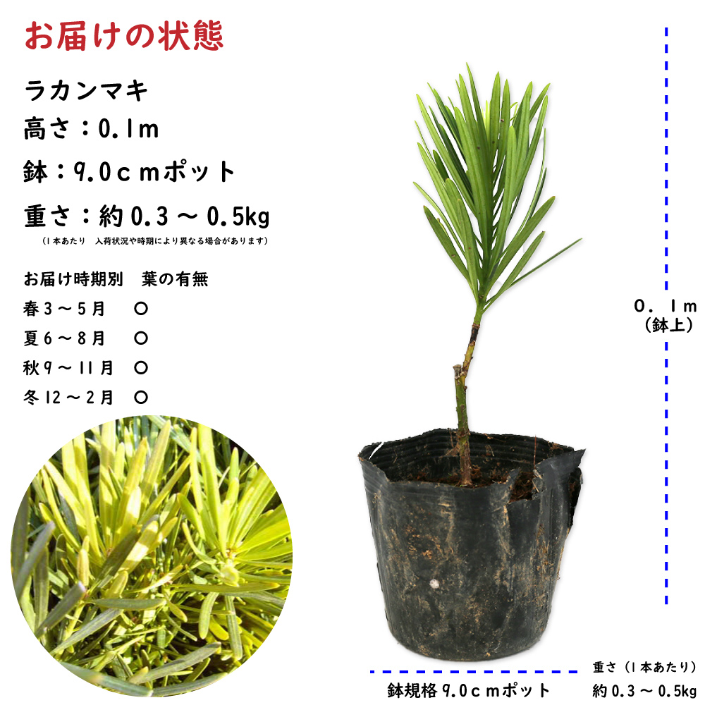 ラカンマキ 0.1m 9.0cmポット 苗