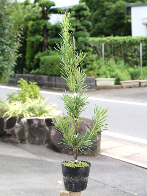 ラカンマキ(苗木、植木)の商品一覧 | 花、ガーデニング 通販 ラカンマキ(苗木、植木)の商品一覧 | 花、ガーデニング 通販