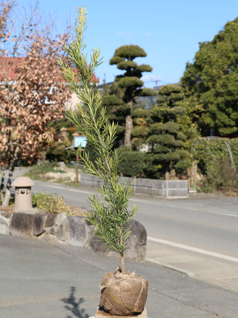 ラカンマキ 1.2m 露地 2本 苗