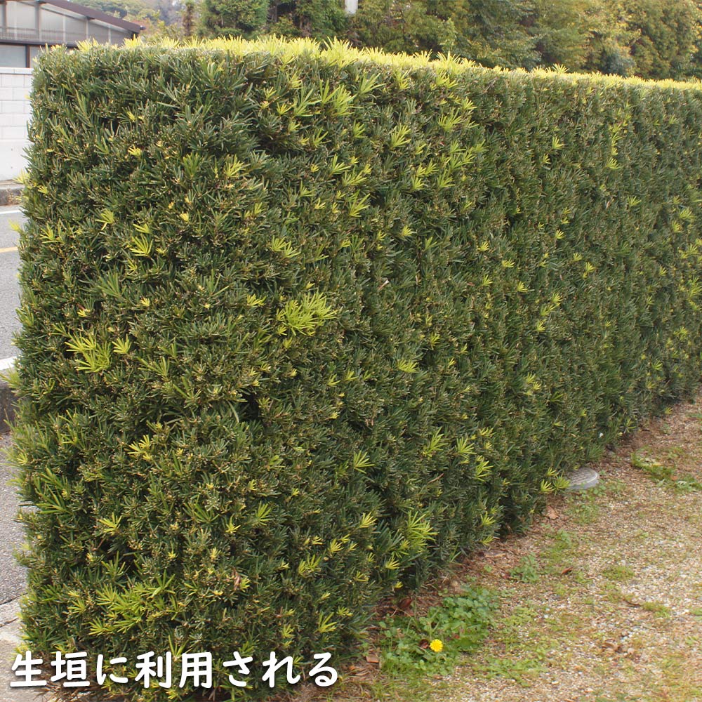 ラカンマキ 1.2m 露地 2本×2 苗 常緑樹 | www.pdmsince1885.com