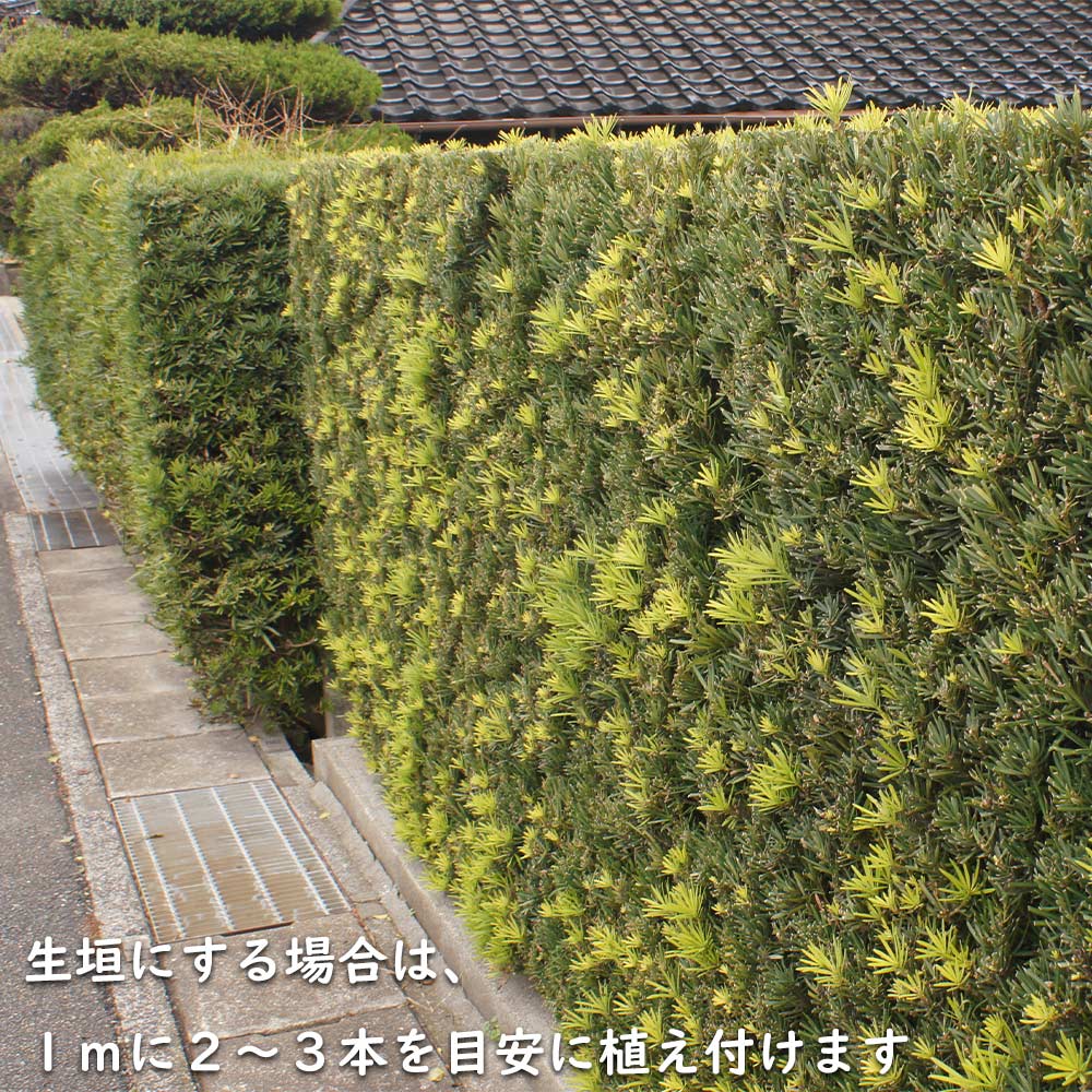 ラカンマキ 1.2m 露地 2本×2 苗 常緑樹 | www.pdmsince1885.com