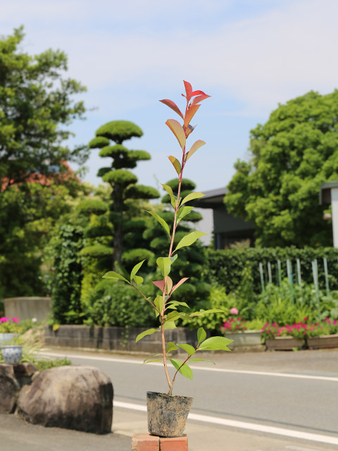 レッドロビン 0.7m 10.5cmポット 苗 関連画像1