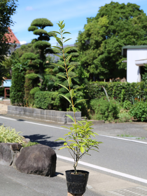 レンギョウ 0.8m 15cmポット 10本 苗 |  | 01