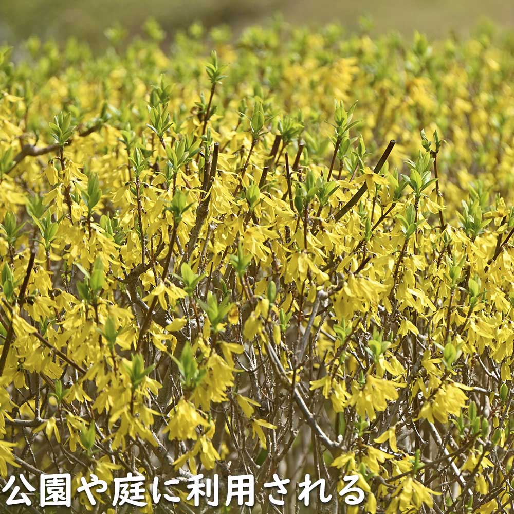 レンギョウ 0.3m 10.5cmポット 50本 苗 |  | 11