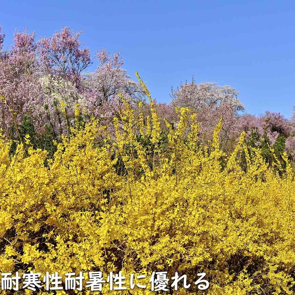 レンギョウ 0.3m 10.5cmポット 50本 苗 |  | 13
