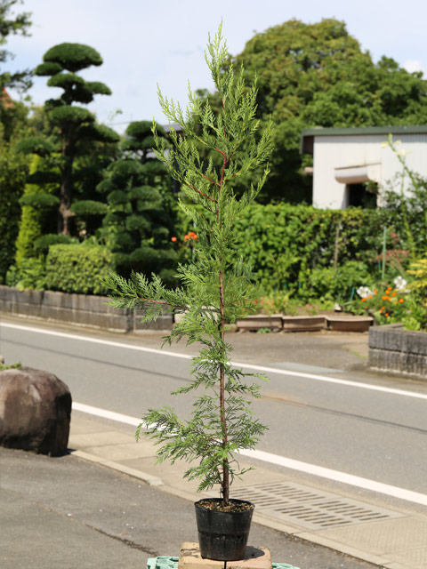 レイランディー（苗木、植木）の商品一覧 | 花、ガーデニング 通販