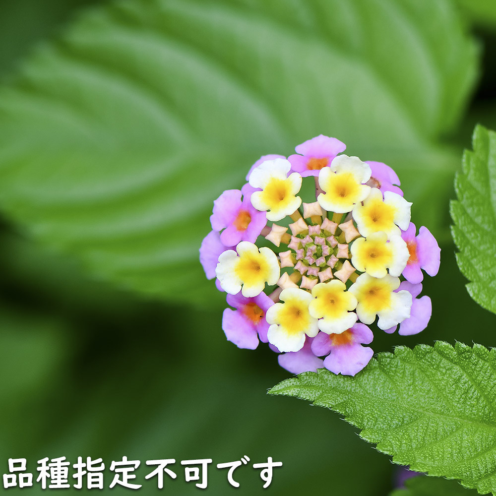 ランタナ 苗（苗） | 花、ガーデニング のおすすめ人気商品一覧 通販