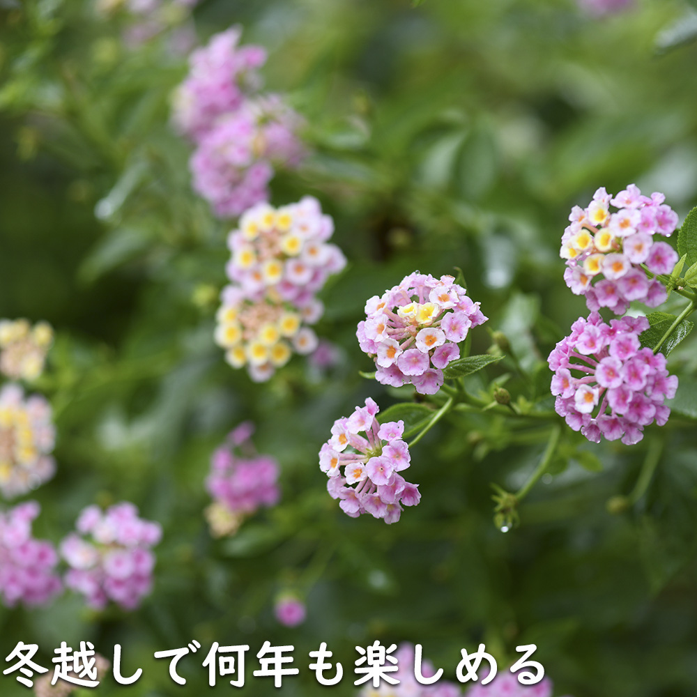 ランタナ 苗（苗） | 花、ガーデニング のおすすめ人気商品一覧 通販