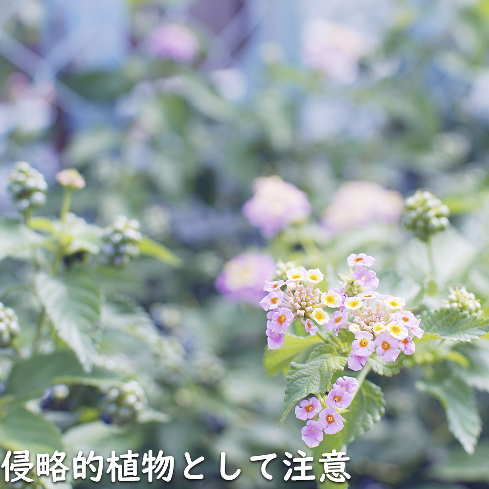 ランタナ（苗） | 花、ガーデニング のおすすめ人気商品一覧 通販