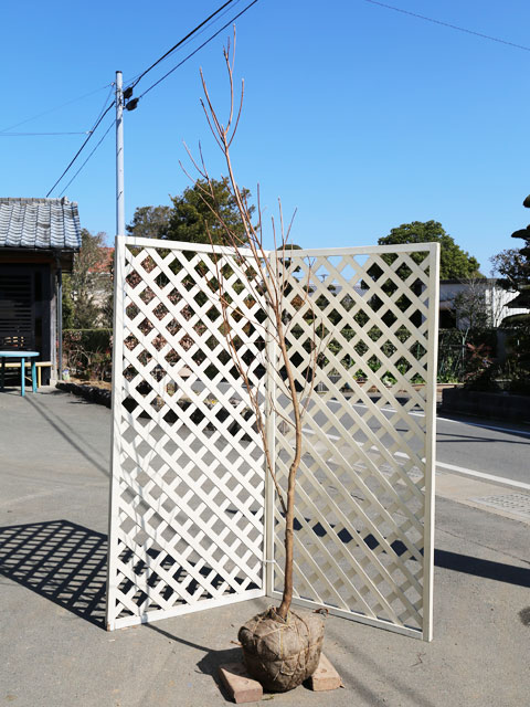 【2026年1月8日以降の発送予定】 リョウブ 単木 2m 露地 2本 苗木 【L2491127685】(16302円)